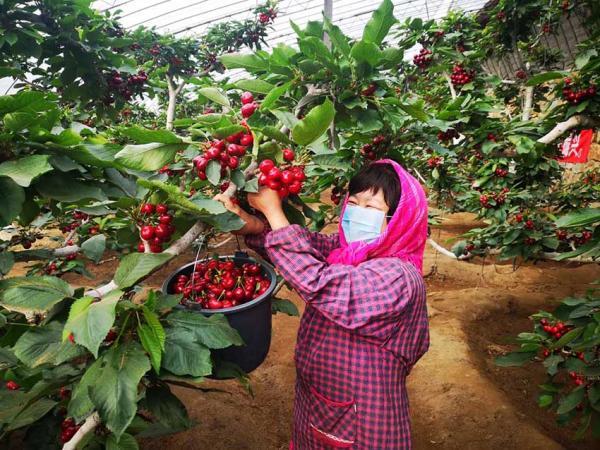 大连普兰店四平大樱桃:油沙沃土孕育甜润樱桃