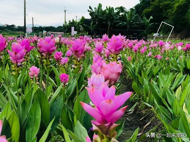 此花，根系像块姜，比绿萝好养，比荷花好看，适合新手