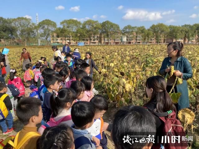 向日葵|宝宝是从哪里来的？浙江省农科院女专家的回答高级了