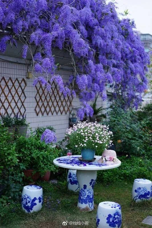 大咖分享 | 蓝色花境植物有那些？