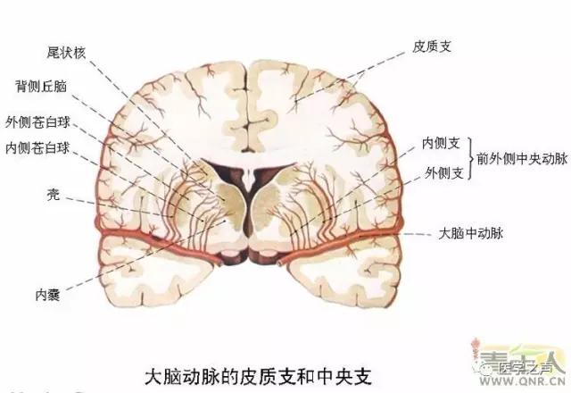 WoW，最全神经系统解剖图来了