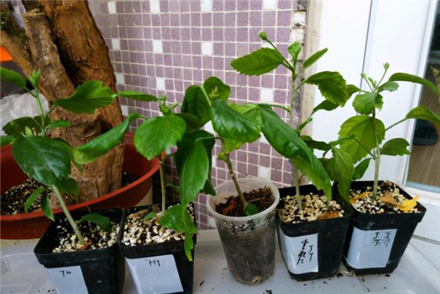 秋天插了就能活的花，插多少活多少，几天就生根