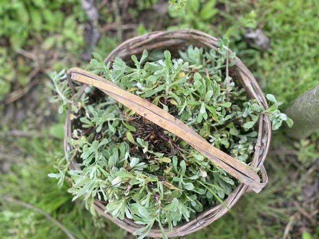 清明粿甘拜下风！三月野草“棉线头”，用它做甜麦圆子，村里姑娘一天卖400个