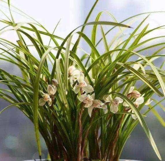 养兰花|新手养兰花，教你几种浇水“窍门”，新芽出的多，越长越旺盛