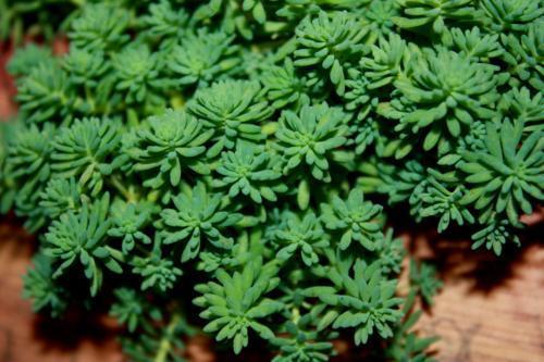 这几种花不畏寒，零下也能自如开花，冬天也能赏花真惬意