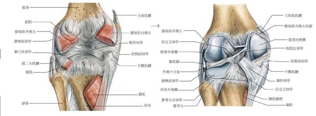 膝关节解剖及常见损伤