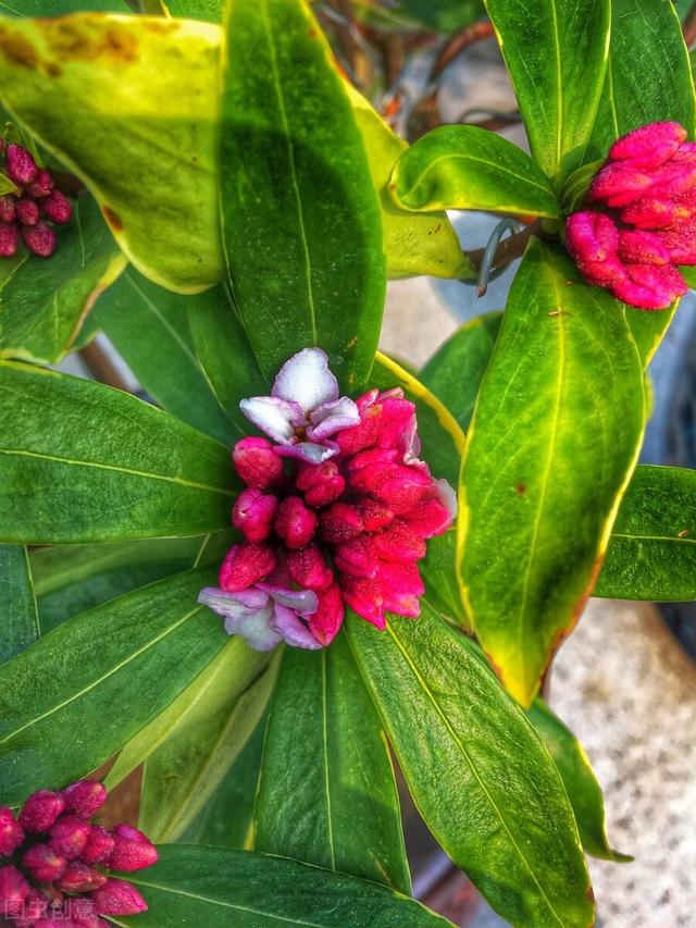 天冷就养“造香花”，香喷喷，省下买空气净化剂的钱