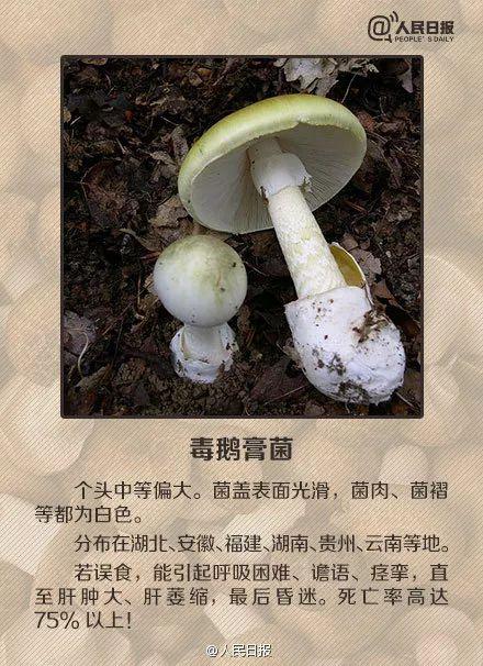 医院|桂林5人被野生菌放倒！中毒者事后回忆：吃起来又脆又甜……