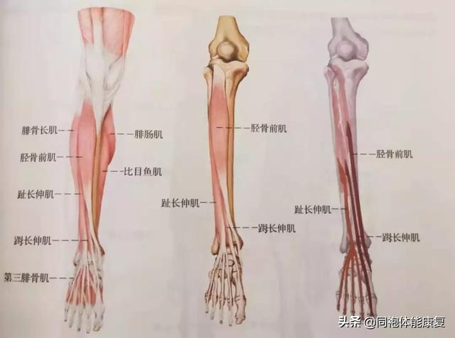 想要快点回家吃团圆饭？别让崴脚限制你的路