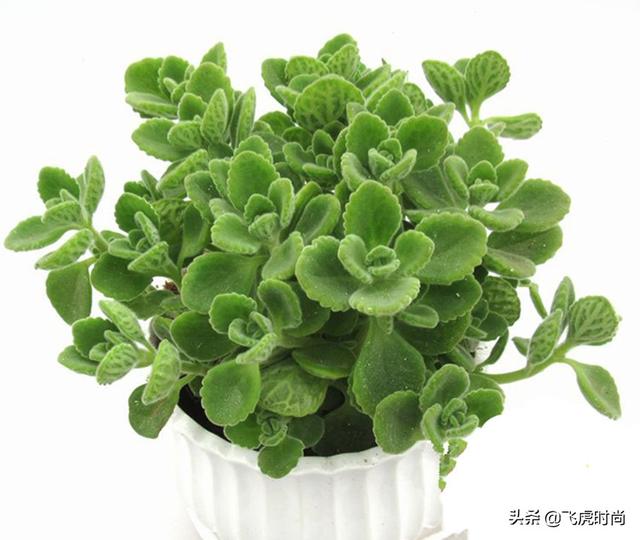 四种花一年四季能插扦，生根很容易，掌握方法才是重点