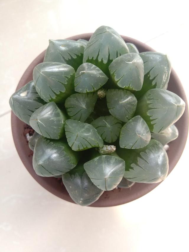 不同的花要用不同的花盆，用对花盆花长得旺，用错可能黄叶烂根