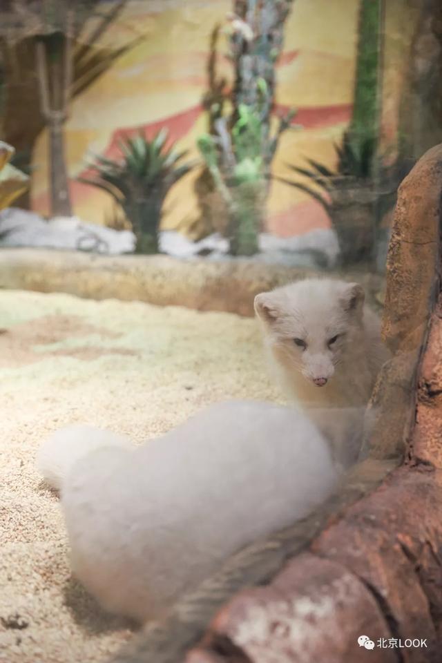 「玩乐足迹」北京首家室内动物园 · 和羊驼浣熊一起玩