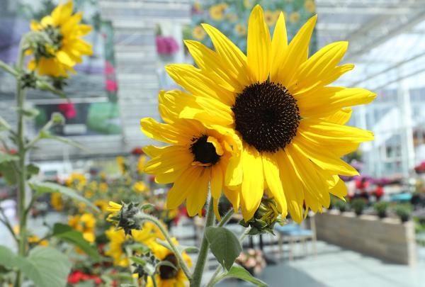 大丽花|新品花卉斗艳，家庭园艺比拼……上海花港举行国际花艺节