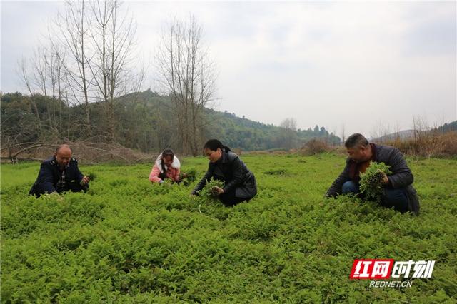 野菜|湖南新田：采摘一把春天的味道