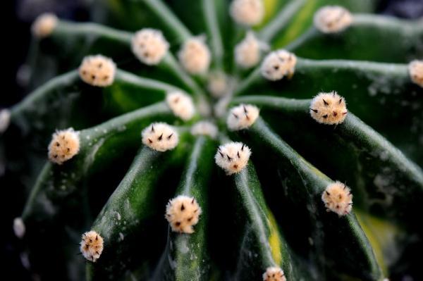 植物|上海：多肉植物的韵律之美