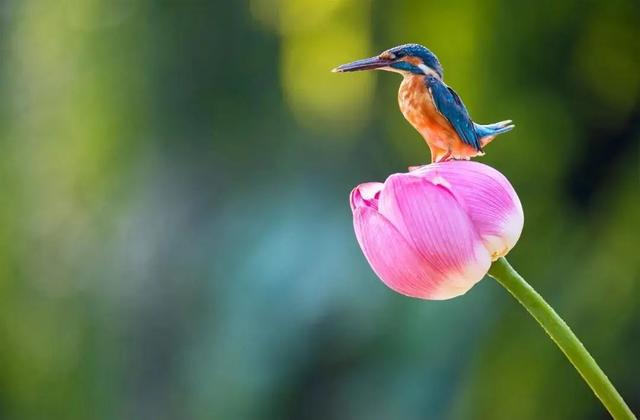 预约|杨浦这家医院“三伏贴”开始预约啦！有需要的市民进来看看→