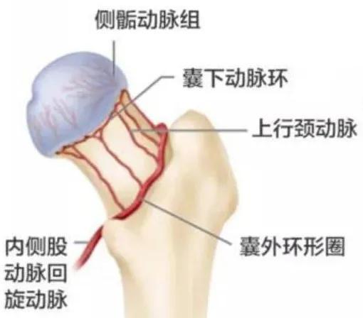 股骨头坏死吃止痛药不痛了是好了吗？