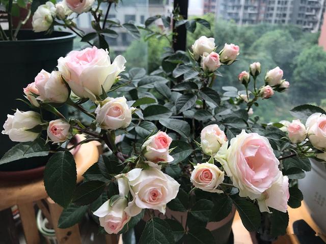 8种优秀的微型月季，专为阳台盆栽而生，家里养一株，四季有花看