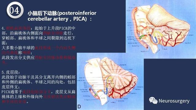 头颈动脉系统相关解剖