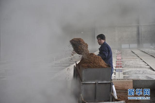 大黄米酒香飘冬日