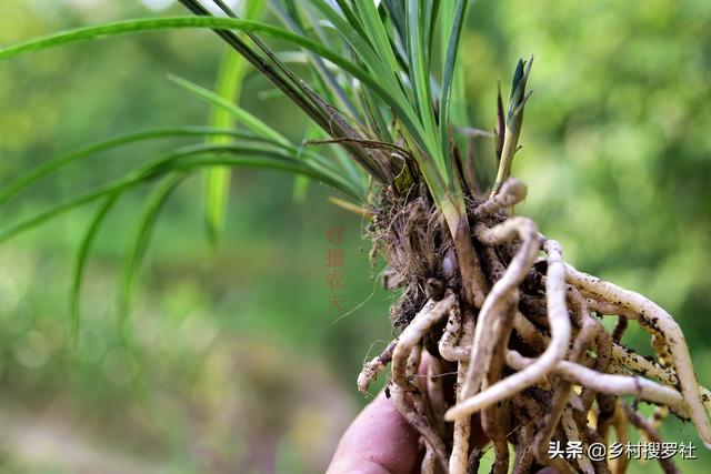 种植兰花为何不用土？原因其实很简单