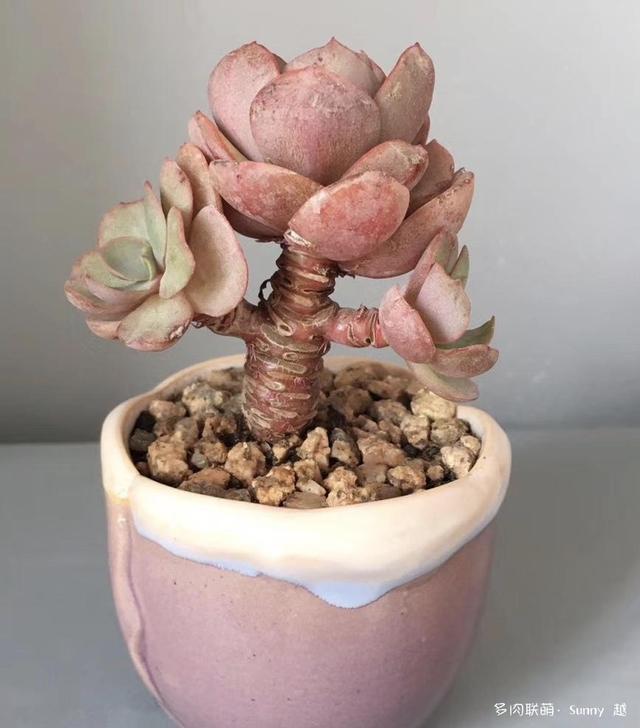 爱肉爱宝，不离不弃，未来可期