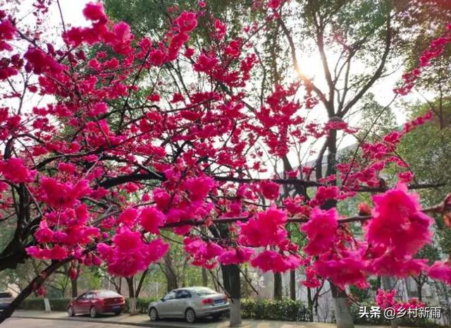 『世界那么大』每日春花|樱花:四野东风迁碧草,落花深处一枝樱