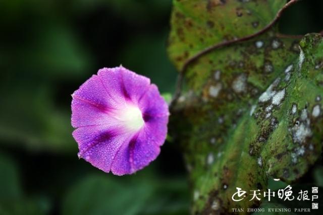 牵牛花开唱清晨