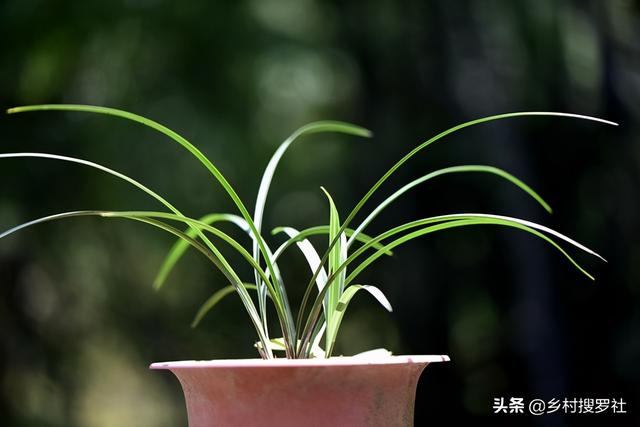 兰花怎么修剪整容？三步骤三注意，兰友掌握就不难