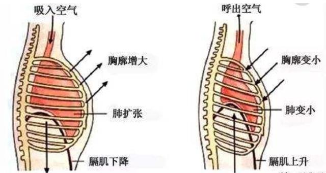 腹式呼吸|斜方肌紧张会引发颈椎病？医生3招放松斜方肌，缓解颈椎肩颈不适