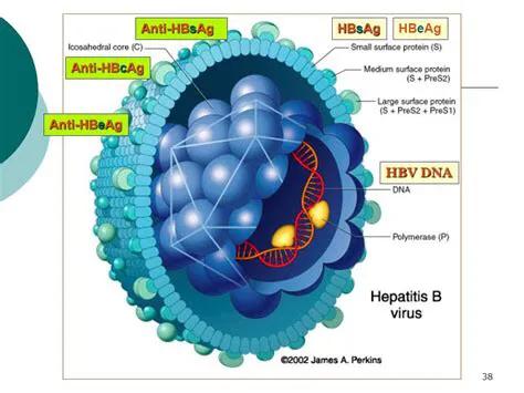 乙肝病毒DNA|母婴阻断：孕晚期抗病毒治疗的目的是什么？不只为了预防宫内传染