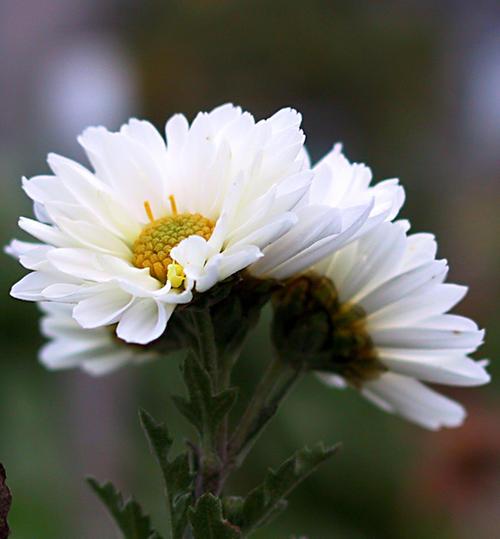 神农本草图经，薯蓣 菊花 甘草 人参 石斛 石龙芮