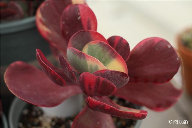 多肉什么时候最美，每个地方可能都不太一样