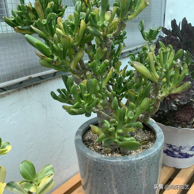 这花叫马蹄掌，也叫吸财树，寓意“招财进宝”，比多肉还好养