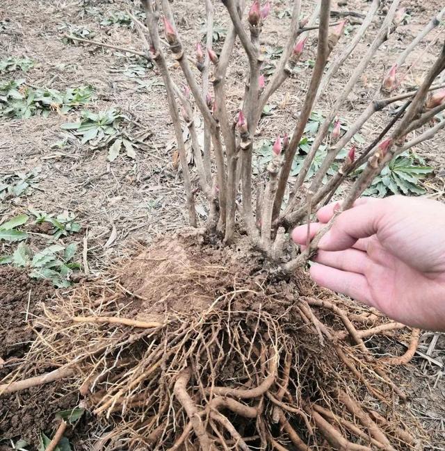 20种耐寒花，-15度冻不死，冻一冻长更好