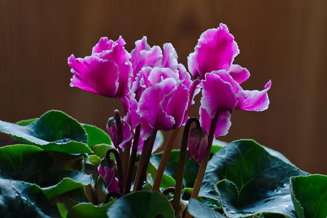 一到冬天绿萝就黄叶，怎么让叶子绿油油过冬？先做好这几点