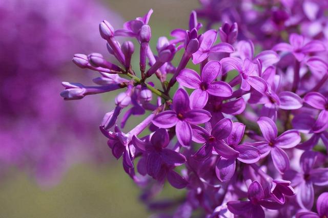 送你5朵小花花，平平无奇本领大！