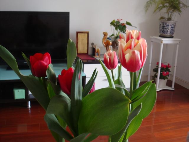 养花也有学问，懂花的人不养四种花，是大忌