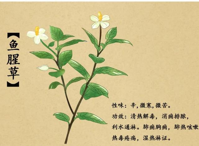 云南人慌到站起来！咱们经常吃的“折耳根”，会引起肝肾中毒甚至癌症？