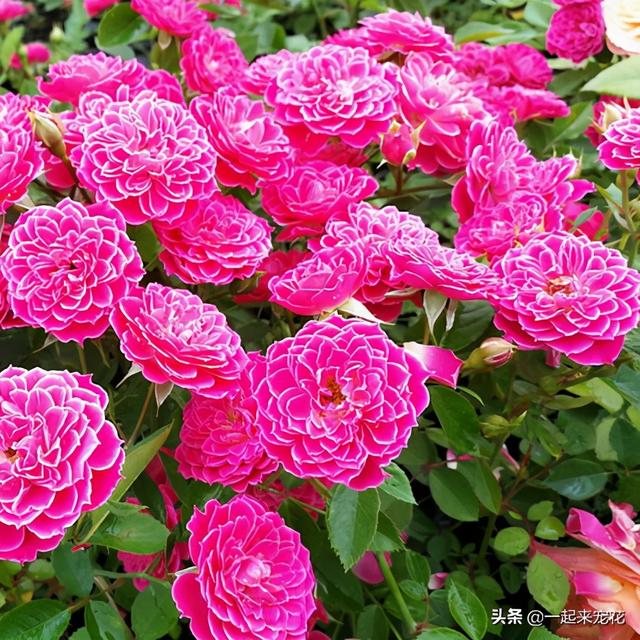 此款盆栽微月，开花似牡丹，四季有花赏，适合阳台党