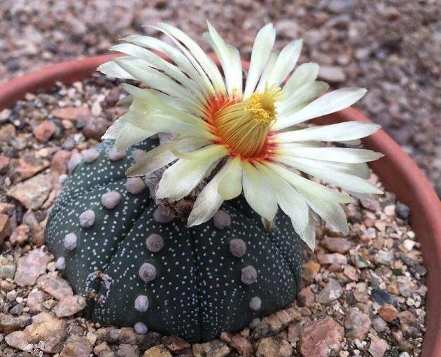 懒人不适合养花？错！选择这5种，不挑土，耐干旱，不管它都长