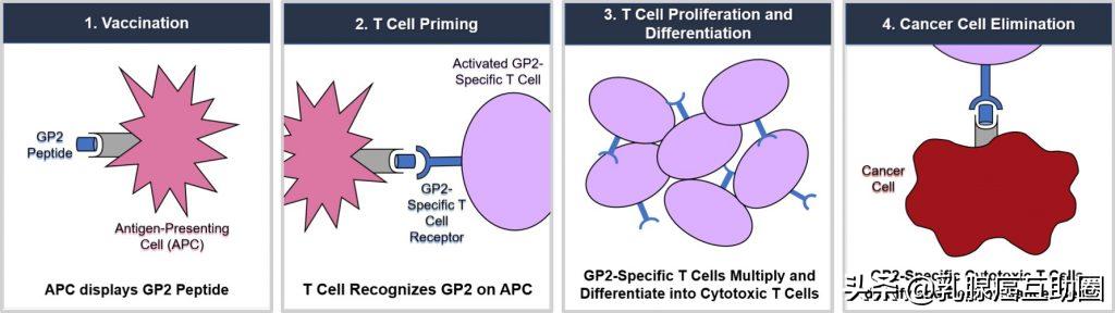 乳腺癌疫苗重大突破，患者五年无病生存率高达100%