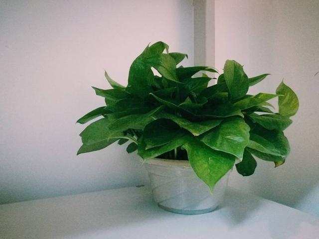 一到冬天绿萝就黄叶，怎么让叶子绿油油过冬？先做好这几点