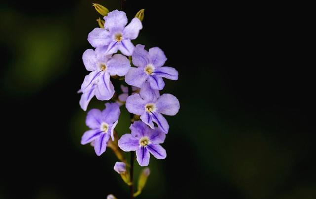 蕾丝金露花如何打造爆花花球？全靠修剪技巧，这几点赶紧学起来