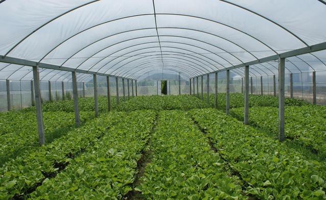 蔬菜温室大棚建设技术的八大要点