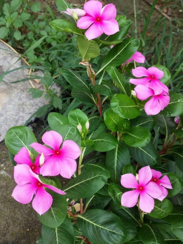 这花养对了天天开花，每次盛开上百朵，养成老桩更好看