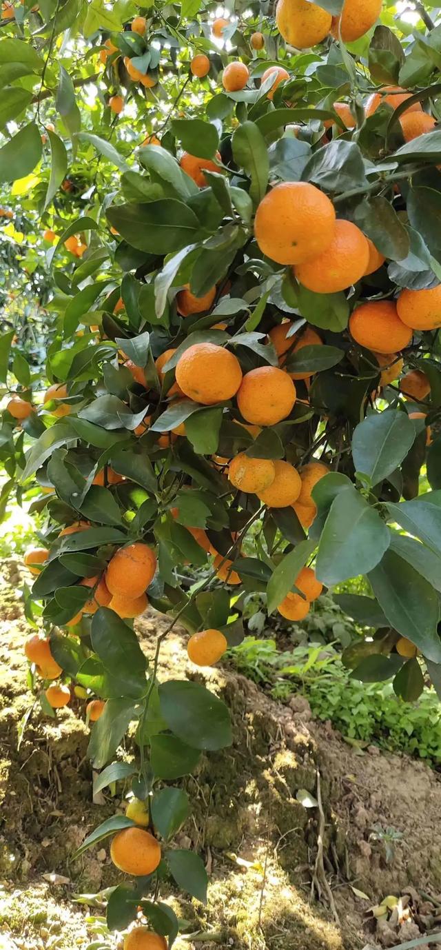 【超级宝妈】别样过假期，携手共育促成长——家乡篇