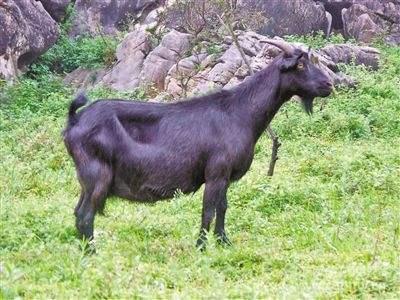 重庆特产传说（326） | 重庆冬天的暖身利器不止火锅，还有荣昌盘龙羊肉汤