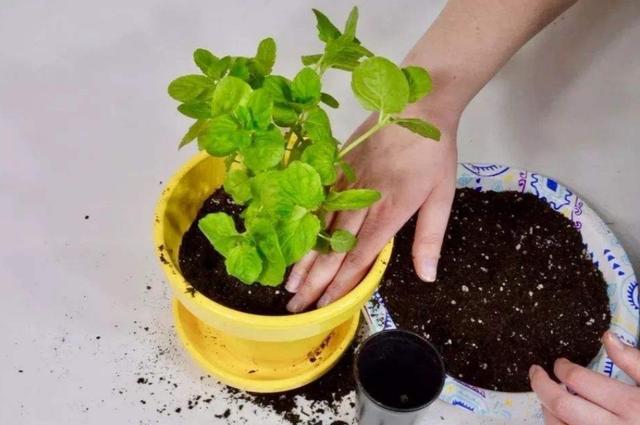 花盆里出现4种“症状”，花卉长不旺，难开花，需要尽早换盆