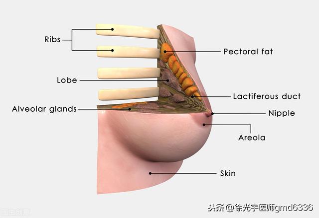 甲状腺结节想根治，一定要明白产生的原因，方可对症下药